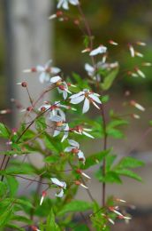 Porteranthus stipulatus