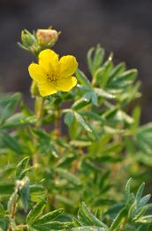 Potentilla fruticosa
