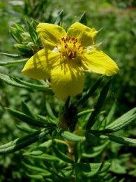 Potentilla paradoxa