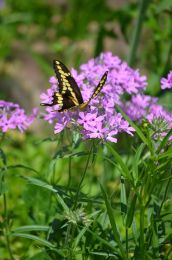 Phlox pilosa