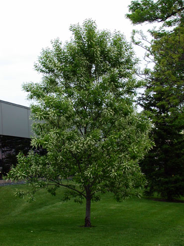 cherry tree range prunus serotina black cherry prairie moon nursery cherry tree range prunus serotina black cherry prairie moon nursery