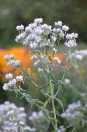 Pycnanthemum verticillatum var. pilosum