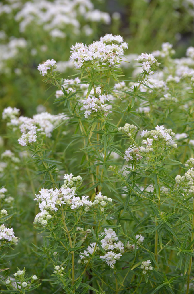 mountain mint mountain mint