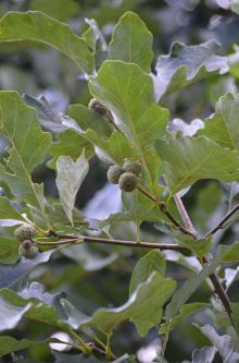 Quercus bicolor