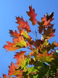 Quercus rubra