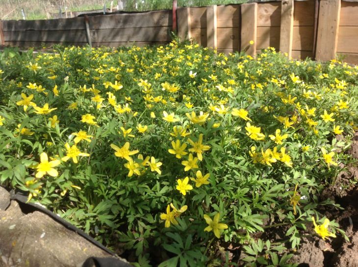 Ranunculus fascicularis Early Buttercup | Prairie Moon Nursery