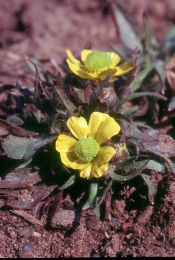 Ranunculus rhomboideus