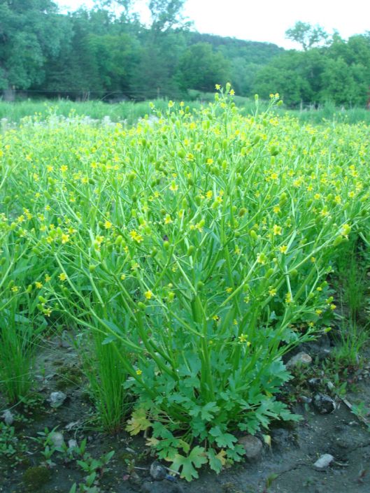 ranunculus sceleratus annual buttercup