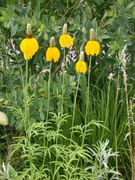 Ratibida columnifera