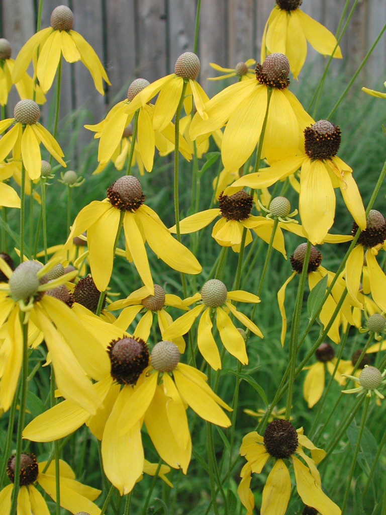 Ratibida pinnata Yellow Coneflower Prairie Moon Nursery