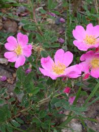 Rosa arkansana