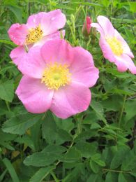 Rosa carolina