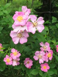 Rosa setigera