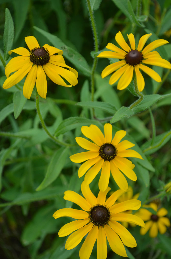 Rudbeckia hirta on sale