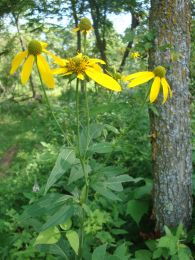 Rudbeckia laciniata