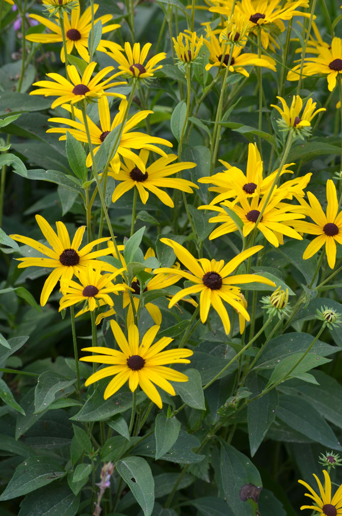 Rudbeckia subtomentosa Sweet Black-eyed Susan Prairie 