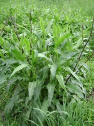 Rumex altissimus