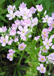 Sabatia angularis
