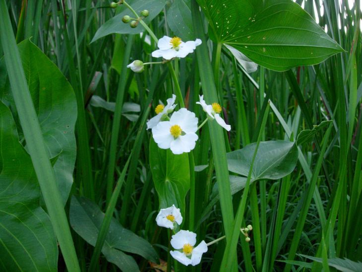 Sagittaria Latifolia