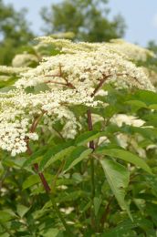 Sambucus canadensis