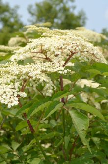 Sambucus canadensis