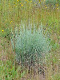 Schizachyrium scoparium