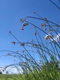 Scirpus acutus