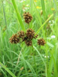 Scirpus atrovirens