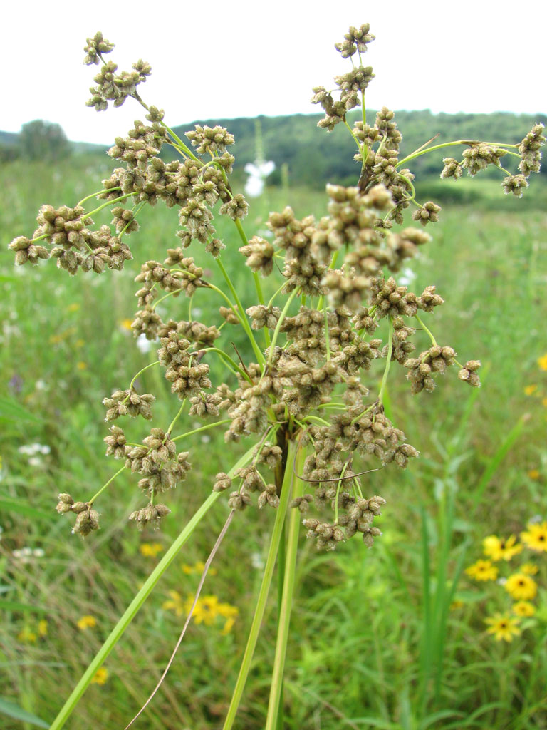 Scirpus cyperinus Wool Grass | Prairie Moon Nursery