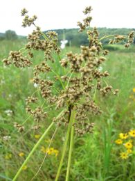 Scirpus cyperinus