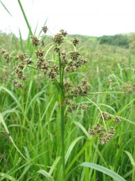 Scirpus microcarpus