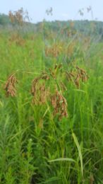 Scirpus pendulus