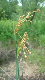 Scirpus validus