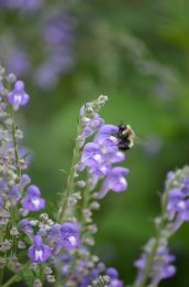 Scutellaria incana