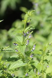 Scutellaria lateriflora