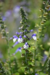 Scutellaria ovata