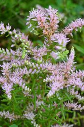 Sedum pulchellum