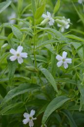 Silene nivea