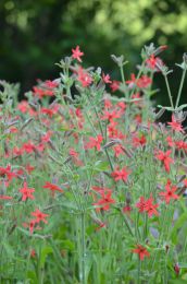 Silene virginica
