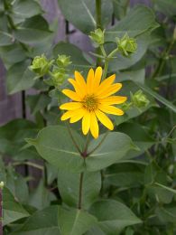 Silphium integrifolium