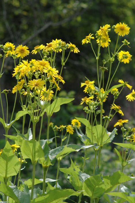 Silphium perfoliatum Cup Plant 