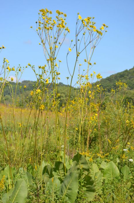 Image of Prairie dock (Silphium terebinthinaceum)