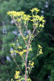 Silphium trifoliatum