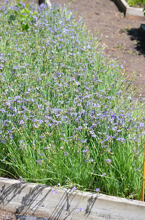 Sisyrinchium albidum Common Blue-eyed Grass | Prairie Moon Nursery