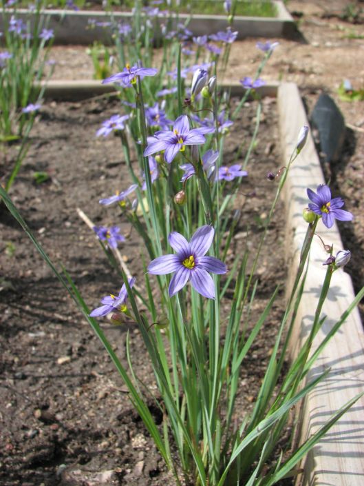 Sisyrinchium Albidum Common Blue Eyed Grass Prairie Moon Nursery