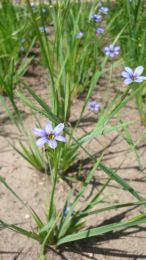 Sisyrinchium angustifolium
