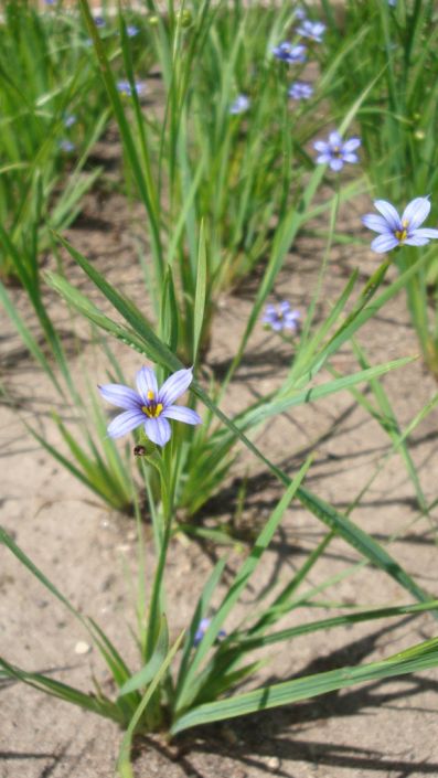 Sisyrinchium Angustifolium Stout Blue Eyed Grass Prairie Moon Nursery