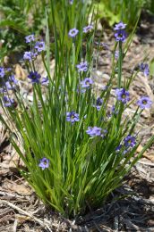 Sisyrinchium campestre