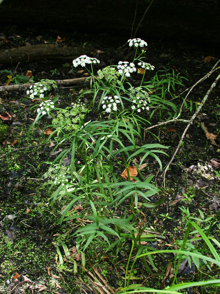 Sium suave Tall Water Parsnip | Prairie Moon Nursery