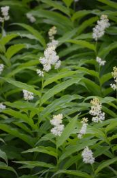 Maianthemum racemosum